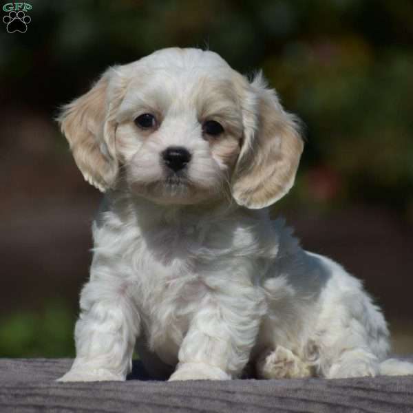 Pedro, Cavachon Puppy